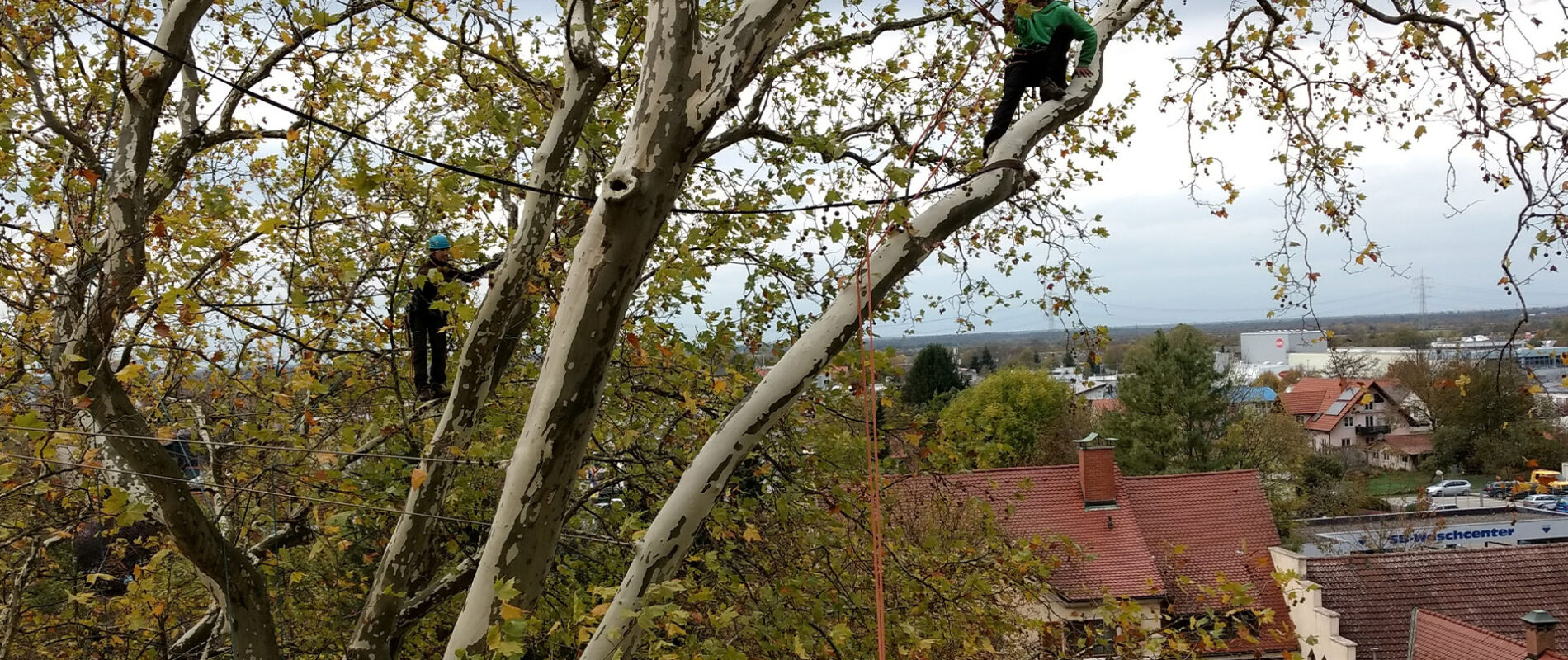 dos hombres evaluando es estado de un árbol en una ciudad