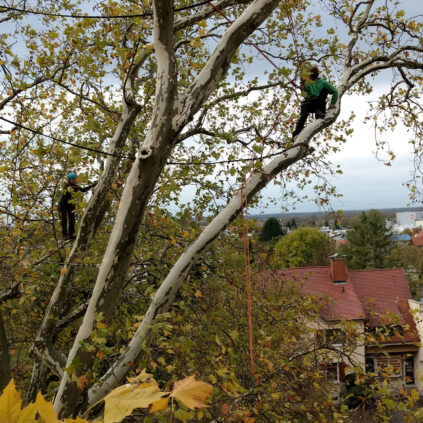 dos hombres evaluando es estado de un árbol en una ciudad