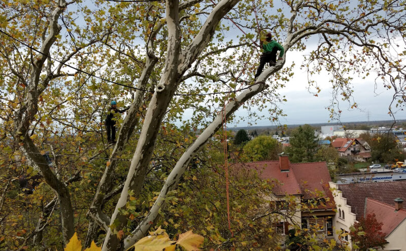 dos hombres evaluando es estado de un árbol en una ciudad