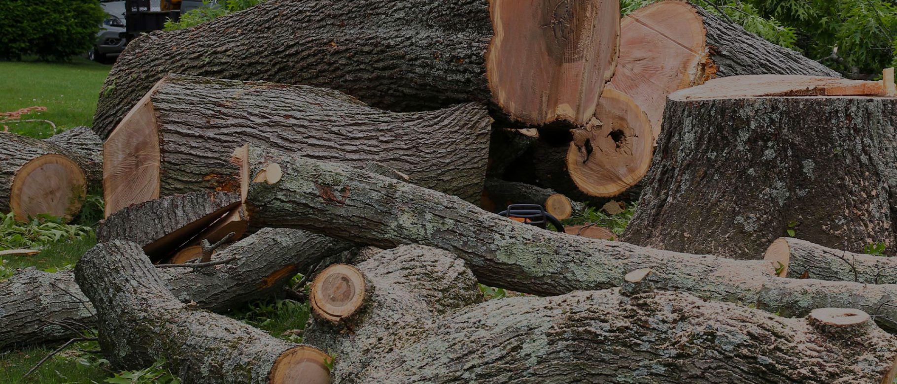 tocones de varios arboles