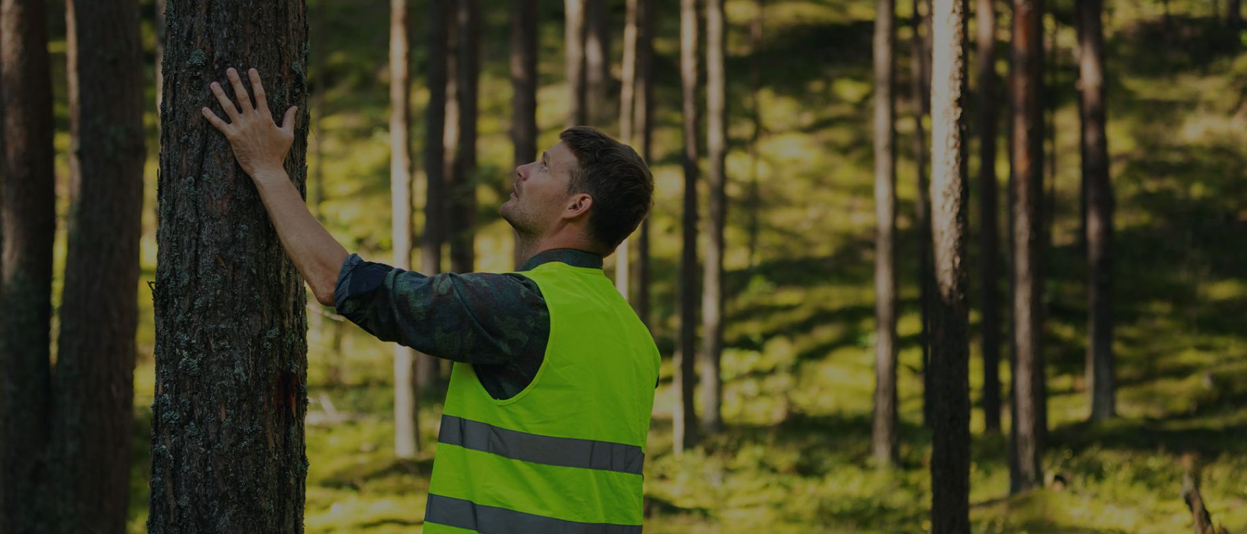 hombre mira y sujeta árbol