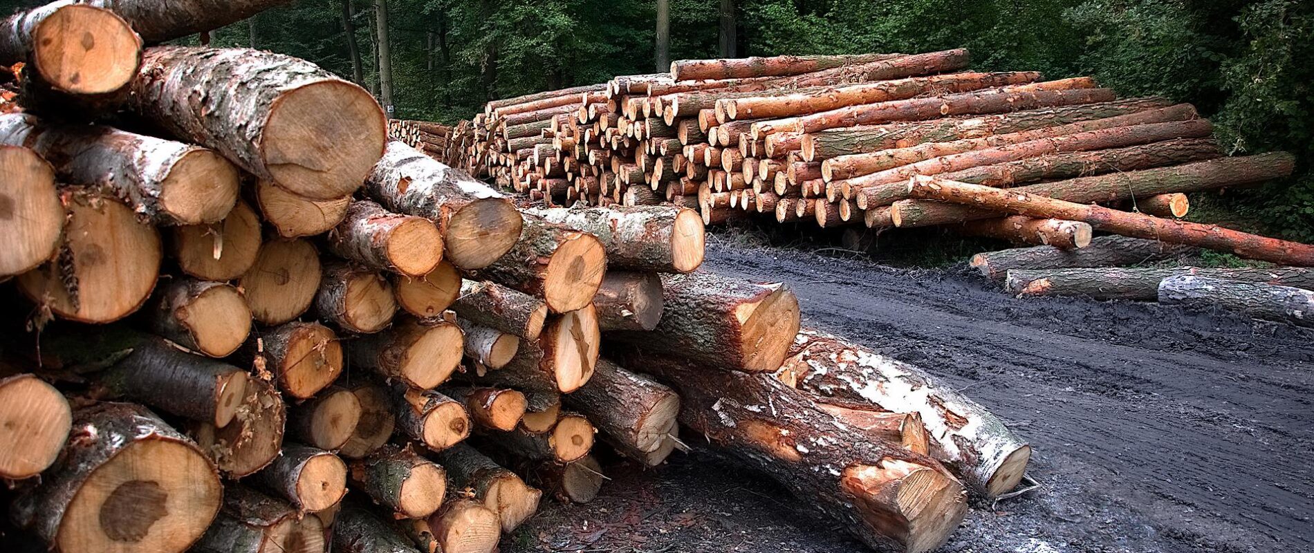 arboles talados y apilados