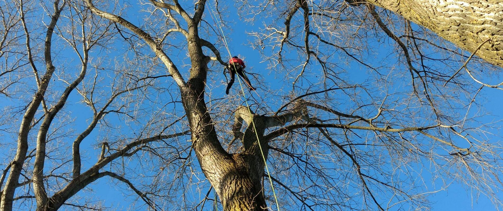 hombre bajando de un árbol haciendo rapel