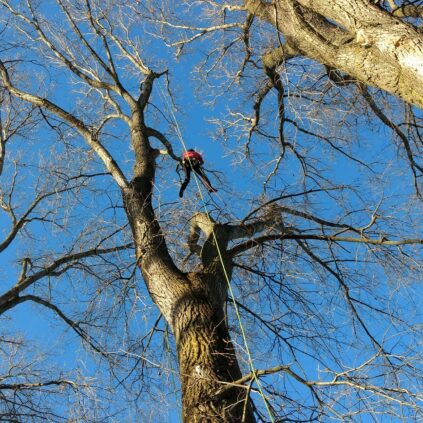 hombre bajando de un árbol haciendo rapel