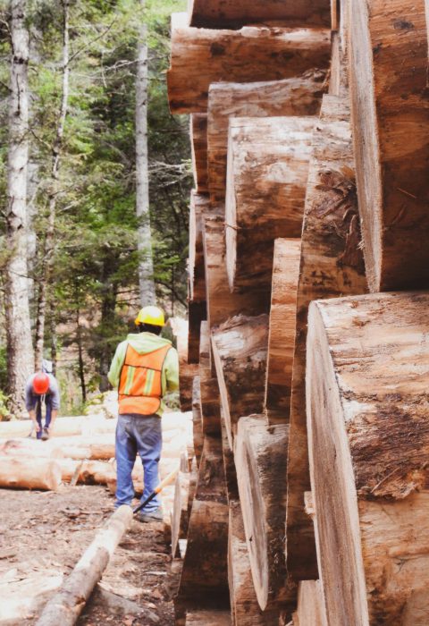 logging-5839535_1920